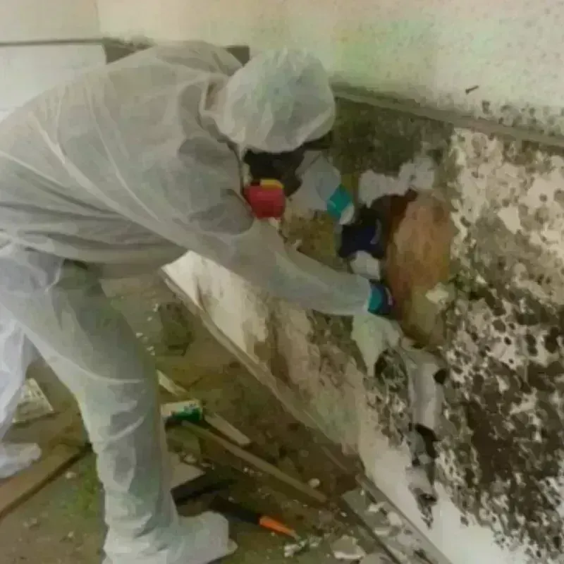 Mold Remediation and Removal in Pendleton, SC